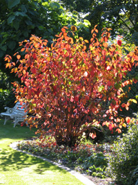 cornus alba.jpg_s.jpg